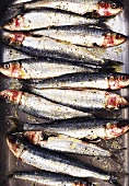 Sardines in a row from above