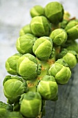 Brussels sprout (close-up)