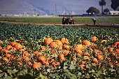 Pumpkins in the field