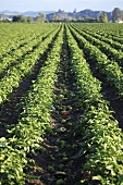Pepper plants in the field