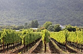 Zinfandel grapes, Napa Valley, California, USA