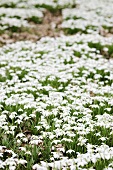 Carpet of snowdrops