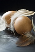 Brown hens' eggs with feathers