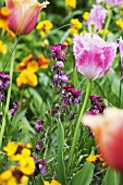 Spring flowers in a garden (close up)