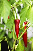 Red chilli peppers in the vine