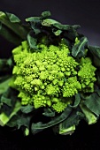 A head of romanesco broccoli