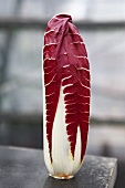 A head of radicchio