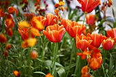 Orangefarbene Tulpen