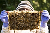 A beekeeper with a honeycomb with bees