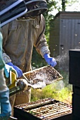 Beekeeper tending beehive