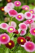 Pink and red daisies in a garden