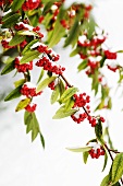 A sprig of cotoneaster with snow