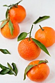 Mehrere Tangerinen mit Blättern