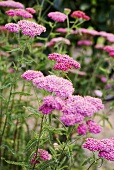 Blühende Schafgarben im Garten