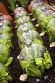 Lettuces under glass cloches in a flower bed