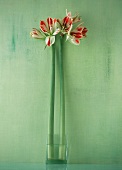 Amaryllis in einem Glas