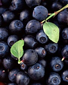 Blueberries with leaves (macro zoom)