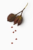 Annatto-Frucht und Samen (auch: Urucum oder Achiote) (Bixa orellana)