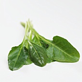 Chard leaves (beta vulgaris)