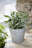 Sage in a pot on a stone wall