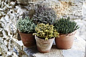 Various types of thyme in pots on a stone wall