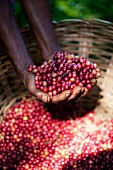 Hands holding freshly harvested coffee beans (Sri Lanka)