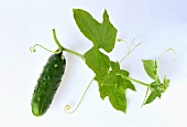 A cucumber with a vine and leaves