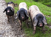 Drei Schweine auf einem Bauernhof in Les Aldules, Baskenland