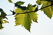 Ribolla gialla Rebe leaves, Slovenia