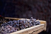 Blaue Trauben beim Trocknen für die Amaroneproduktion