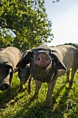 Swabian-Hall pigs