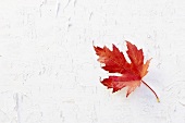 An autumnal vine leaf