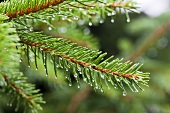 A branch of a pine tree with rain drops hanging from the needles