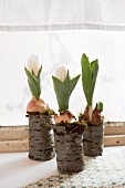 Three tulips and bulbs in hollowed out bark vases on a window sill