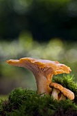 Chanterelle mushrooms in moss