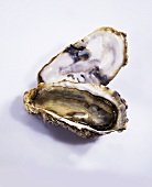 A fresh Fin de Claire oyster