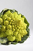 A head of romanesco broccoli