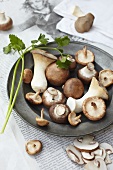 Various mushrooms on a tin plate