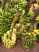 Bunches of bananas