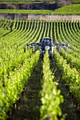 A tractor fertilizing the vines at Chassagne-Montrachet, Burgundy, France