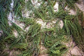Getrockneter Ackerschachtelhalm (Equisetum arvense) Heilmittel wird in der biodynamischen Landwirtschaft angewendet, stärkt die Widerstandskraft