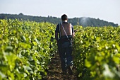 Louis-Michel Liger-Belaire, Domaine du Comte Liger-Belair, spraying a tissan from a horn silica in the Grand Cru La Romanée vineyard in the early morning, Burgundy, France