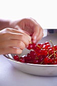 Hands holding redcurrants