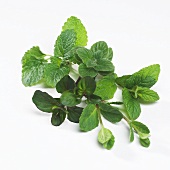 Varieties of herbs for tea