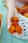 A hand filled with apricots