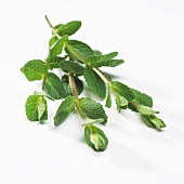 Maroccan mint (Mentha spicata 'Marocco')