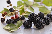 Blackberries and blackberry leaves