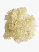 Friseepilz (Hericium coralloides)