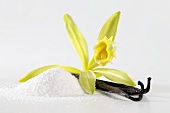 Vanilla blossom, vanilla pod and vanilla sugar