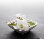 Apple blossom in a finger bowl